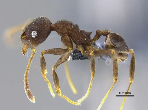 Pheidole radoszkowskii - CBUMAGENT42029