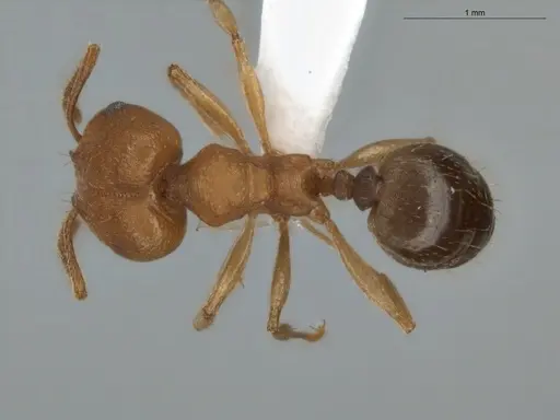 Pheidole radoszkowskii - ECOFOG-BUG-0057-01