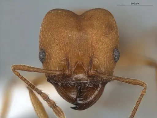Pheidole radoszkowskii - ECOFOG-BUG-0057-01
