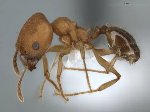Pheidole radoszkowskii - ECOFOG-BUG-0057-01