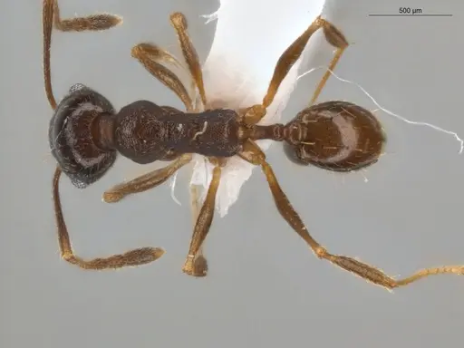 Pheidole radoszkowskii - ECOFOG-GAL18-0311-04