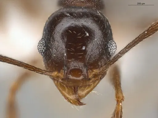Pheidole radoszkowskii - ECOFOG-GAL18-0311-04
