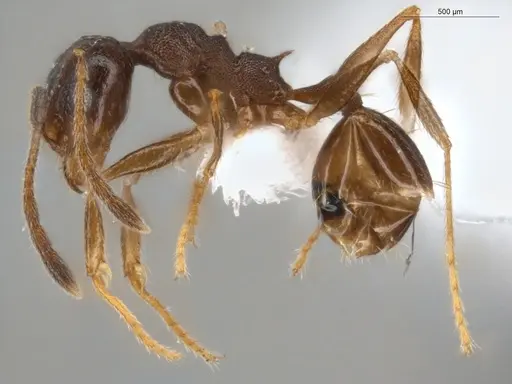 Pheidole radoszkowskii - ECOFOG-GAL18-0311-04