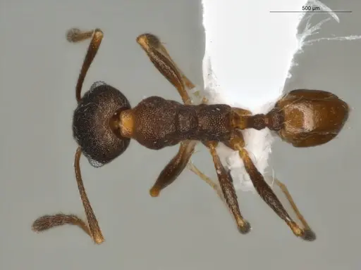 Pheidole radoszkowskii - ECOFOG-OI17-0080-03