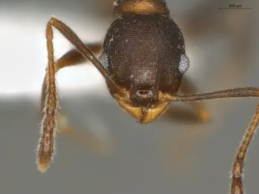 Pheidole radoszkowskii - ECOFOG-OI17-0080-03