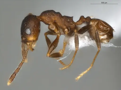 Pheidole radoszkowskii - ECOFOG-OI17-0080-03