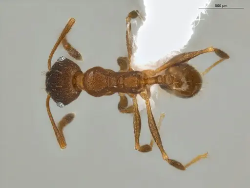 Pheidole radoszkowskii - ECOFOG-SAV18-0019-06