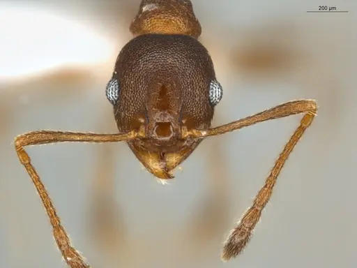 Pheidole radoszkowskii - ECOFOG-SAV18-0019-06