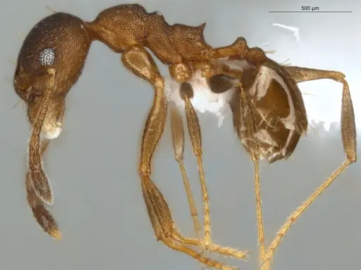 Pheidole radoszkowskii - ECOFOG-SAV18-0019-06