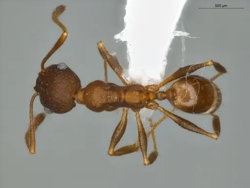 Pheidole radoszkowskii - ECOFOG-SG17-0103-11