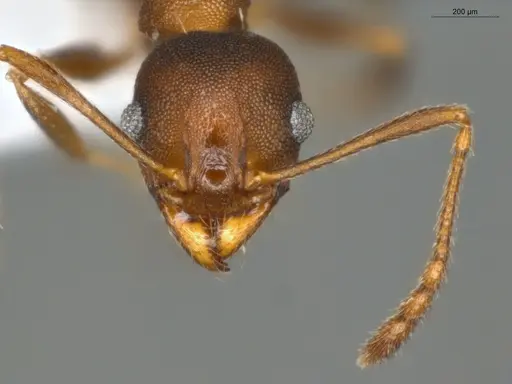 Pheidole radoszkowskii - ECOFOG-SG17-0103-11