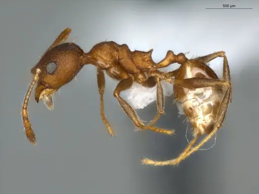Pheidole radoszkowskii - ECOFOG-SG17-0103-11