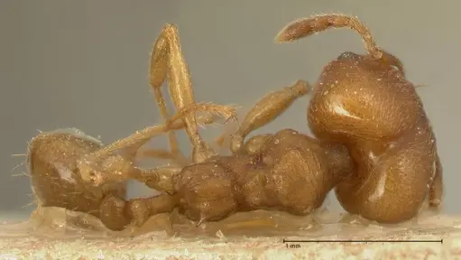 Pheidole radoszkowskii - FOCOL1430