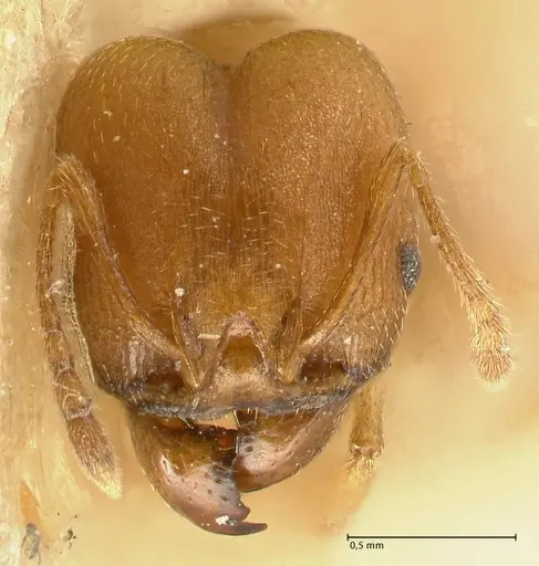 Pheidole radoszkowskii - FOCOL1430