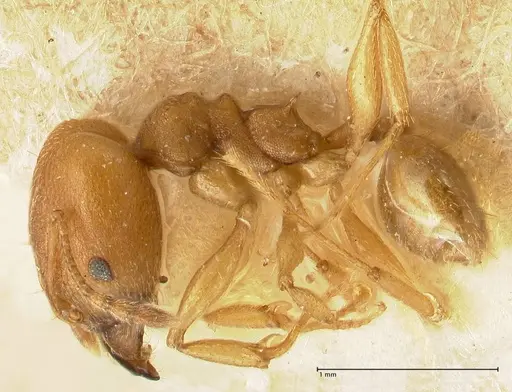 Pheidole radoszkowskii - FOCOL1430
