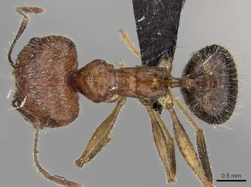 Pheidole ragnax specimen
