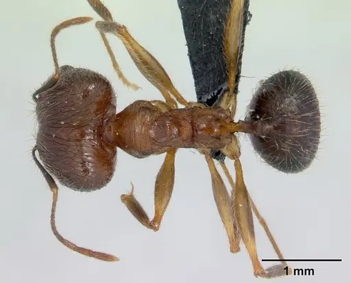 Pheidole ragnax specimen