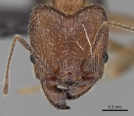 Pheidole ragnax specimen