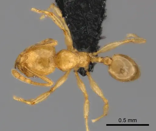 Pheidole ranohirensis specimen