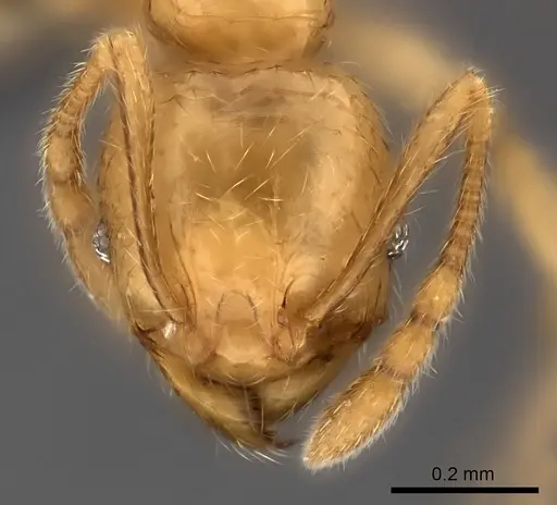Pheidole ranohirensis specimen