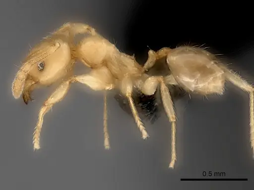 Pheidole ranohirensis specimen
