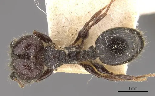 Pheidole reclusi specimen