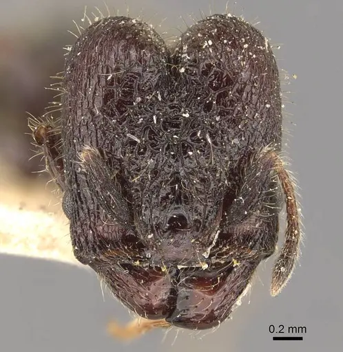 Pheidole reclusi specimen