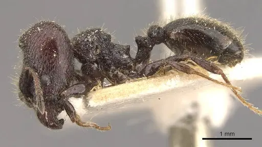 Pheidole reclusi specimen