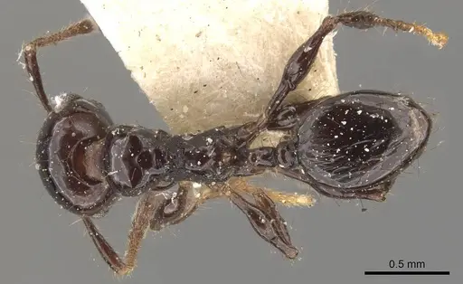 Pheidole reclusi - CASENT0908312