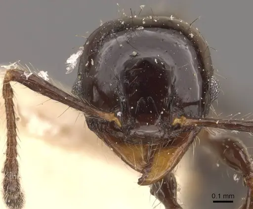 Pheidole reclusi - CASENT0908312