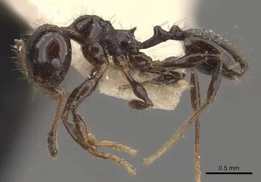 Pheidole reclusi - CASENT0908312
