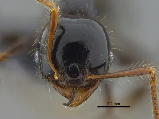 Pheidole reclusi - CBUMAGENT42033