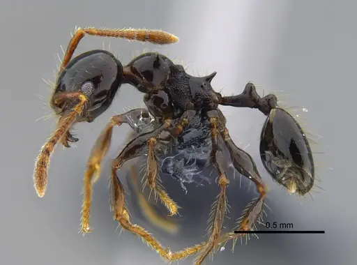 Pheidole reclusi - CBUMAGENT42033