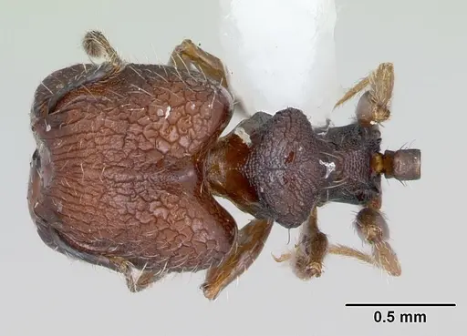 Pheidole recondita specimen