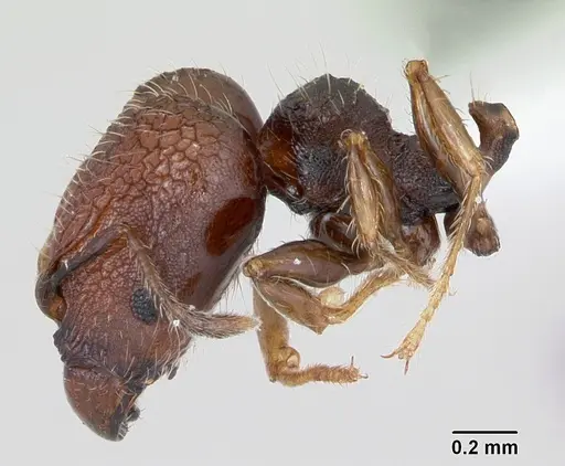 Pheidole recondita - CASENT0173102