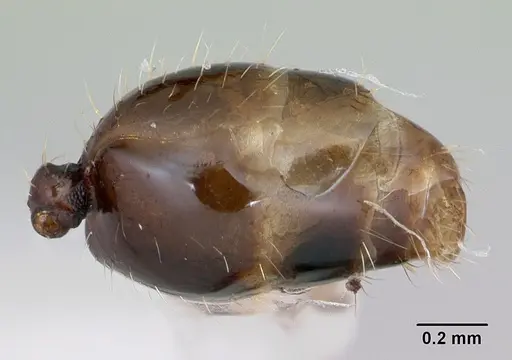Pheidole recondita - CASENT0173102