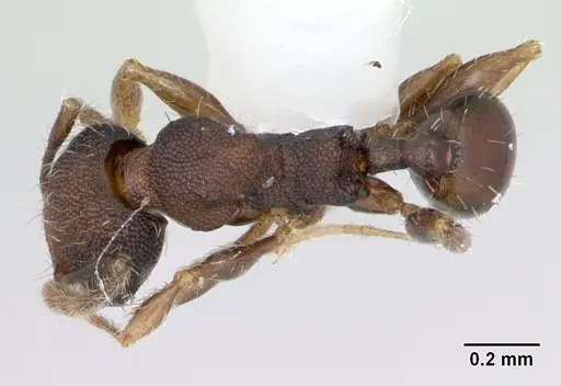 Pheidole recondita - CASENT0173103