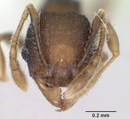 Pheidole recondita - CASENT0173103