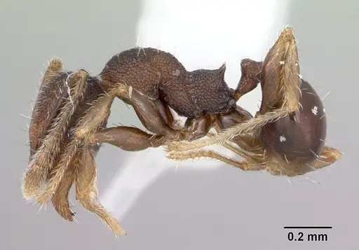 Pheidole recondita - CASENT0173103