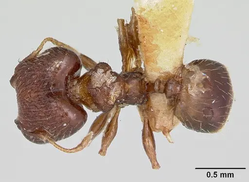 Pheidole recondita - CASENT0173104