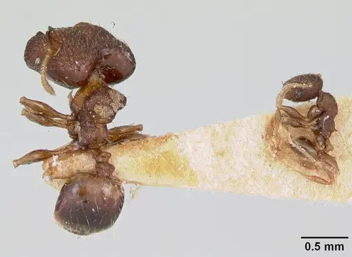Pheidole recondita - CASENT0173104