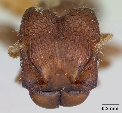 Pheidole recondita - CASENT0173104