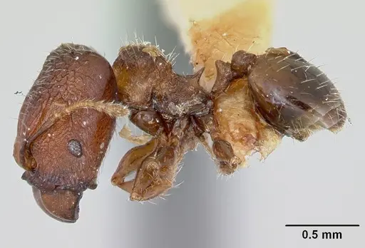 Pheidole recondita - CASENT0173104