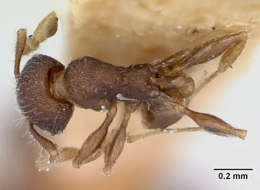 Pheidole recondita - CASENT0173105