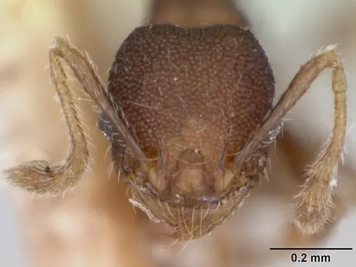 Pheidole recondita - CASENT0173105