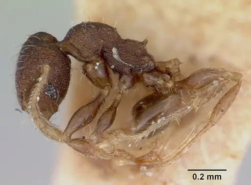 Pheidole recondita - CASENT0173105