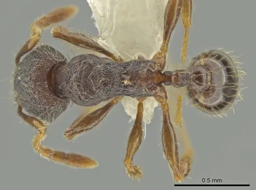 Pheidole rectisentis specimen