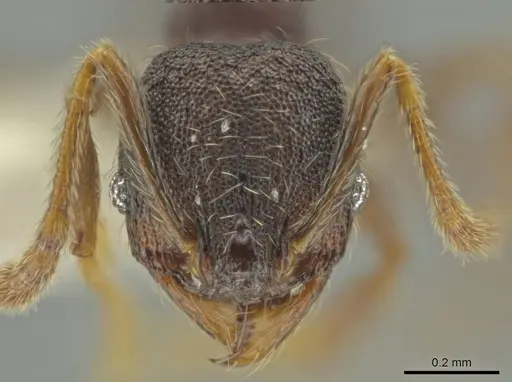 Pheidole rectisentis specimen