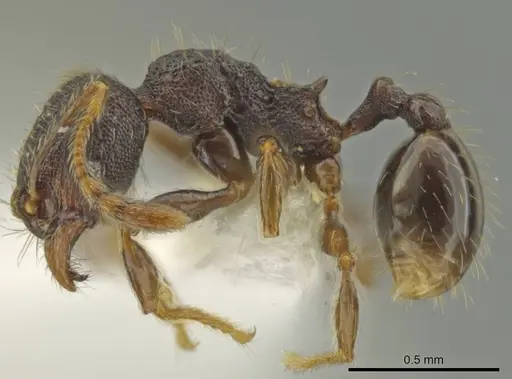 Pheidole rectisentis specimen