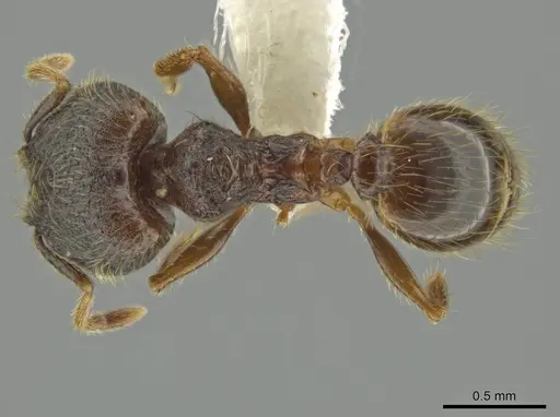 Pheidole rectisentis - CASENT0624141